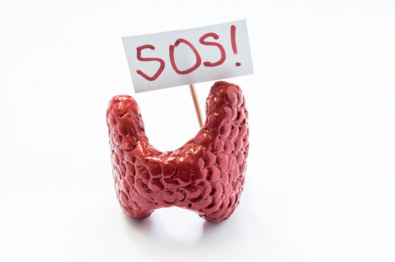 3D thyroid model