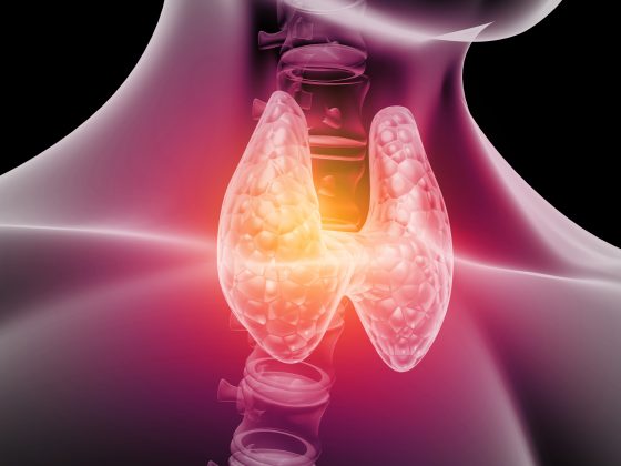 Human thyroid anatomy